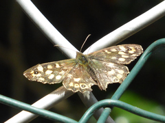 Pararge aegeria