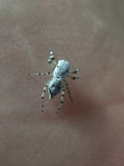 Phintelloides versicolor