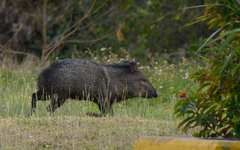 Pecari tajacu nanus