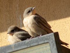 Ptyonoprogne fuligula anderssoni