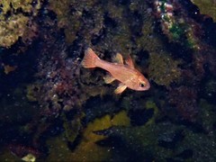 Vincentia punctata
