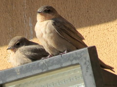 Ptyonoprogne fuligula anderssoni