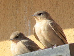 Ptyonoprogne fuligula anderssoni