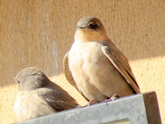 Ptyonoprogne fuligula anderssoni