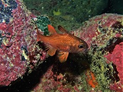 Vincentia punctata
