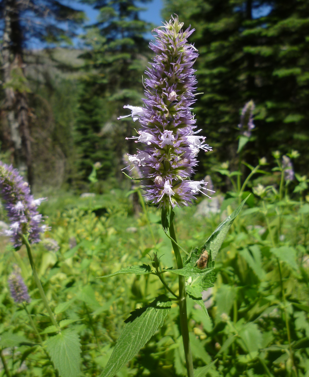 Agastache