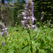 Hyssop - Photo (c) randomtruth, some rights reserved (CC BY-NC-SA)