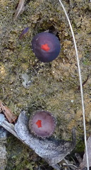 Calostoma fuscum