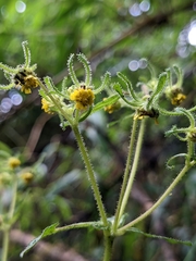 Sigesbeckia jorullensis