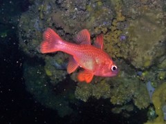 Vincentia punctata