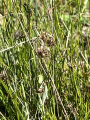 Juncus occidentalis