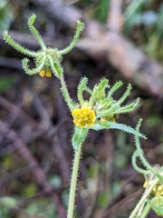 Sigesbeckia jorullensis