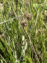 Juncus occidentalis
