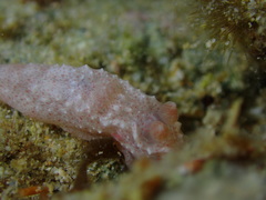 Polycerinae
