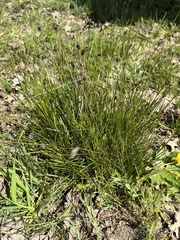 Juncus occidentalis