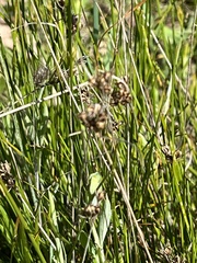 Juncus occidentalis