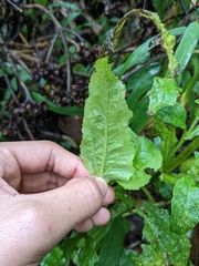 Sigesbeckia jorullensis