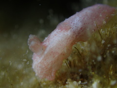 Polycerinae