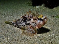 Maxillicosta scabriceps