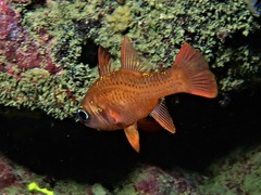 Vincentia punctata