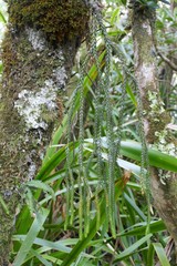 Phlegmariurus gnidioides