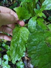 Sigesbeckia jorullensis