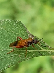 Benhamyia apicalis
