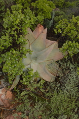 Aloe karasbergensis