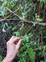 Sigesbeckia jorullensis