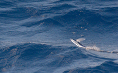 Cheilopogon