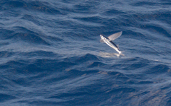 Cheilopogon