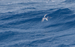Cheilopogon