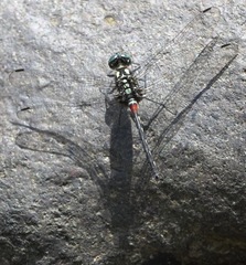 Diplacina bolivari