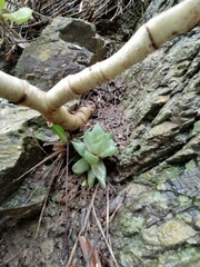 Haworthia cymbiformis