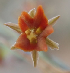 Tulbaghia capensis