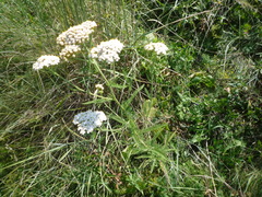Achillea pannonica
