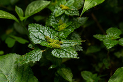 Pilea tetraphylla image