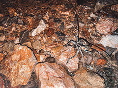 Batocera rufomaculata