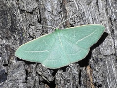 Chlorocoma stereota