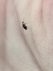 Hypebaeus flavicollis