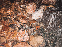 Batocera rufomaculata