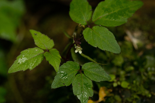 Cardamine africana image