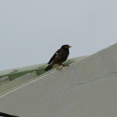 Acridotheres tristis