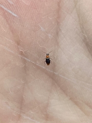 Hypebaeus flavicollis