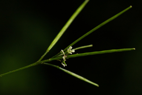 Cardamine africana image