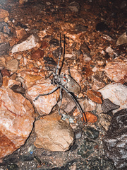 Batocera rufomaculata
