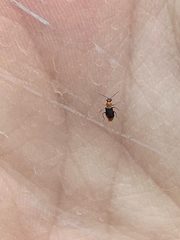 Hypebaeus flavicollis