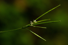 Cardamine africana image