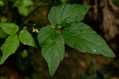 Cardamine africana image