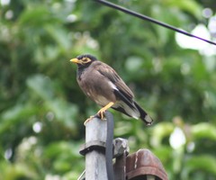Acridotheres tristis